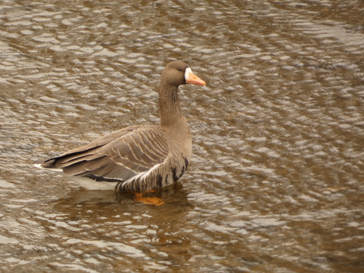 Greater White-fronted Goose - ML616819048