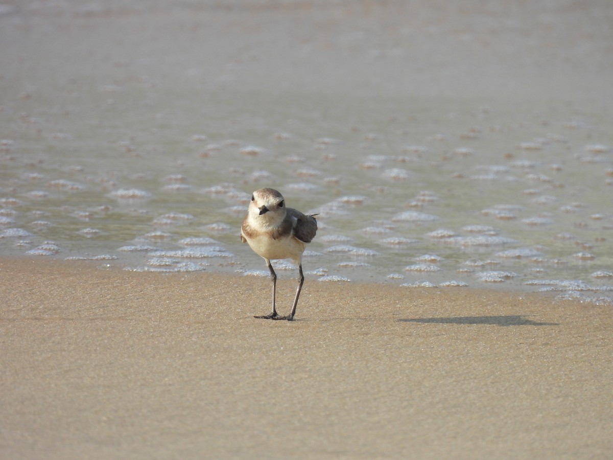 small plover sp. - ML616819050