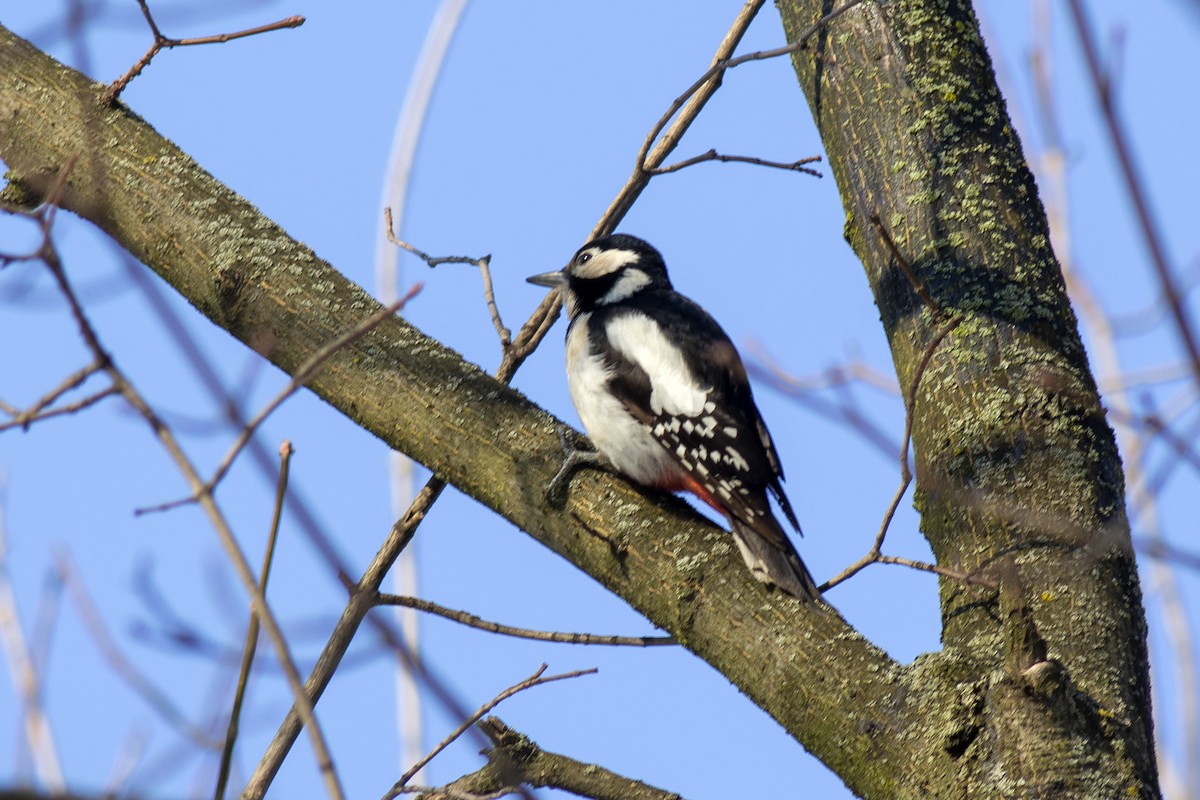 Great Spotted Woodpecker - ML616819056