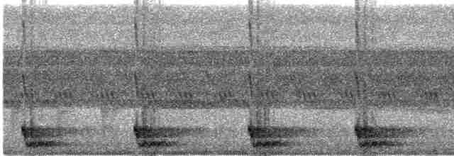Large-tailed Nightjar - ML616819074