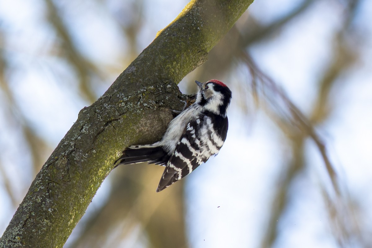 Lesser Spotted Woodpecker - ML616819098