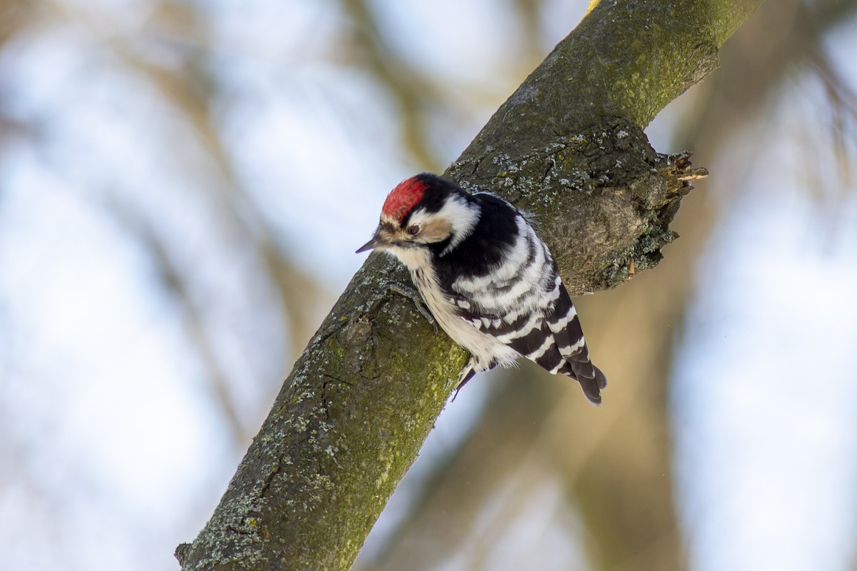 Lesser Spotted Woodpecker - ML616819099