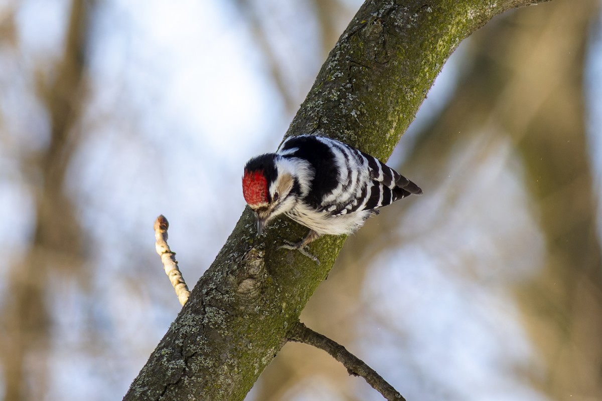 Lesser Spotted Woodpecker - ML616819100
