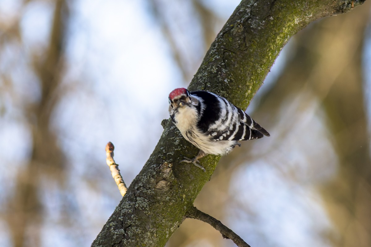 Lesser Spotted Woodpecker - ML616819101