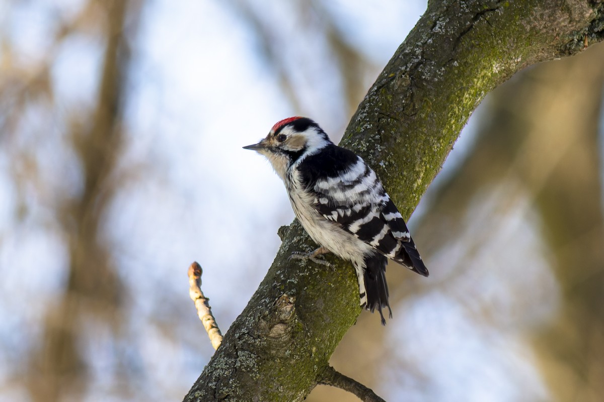 Lesser Spotted Woodpecker - ML616819102