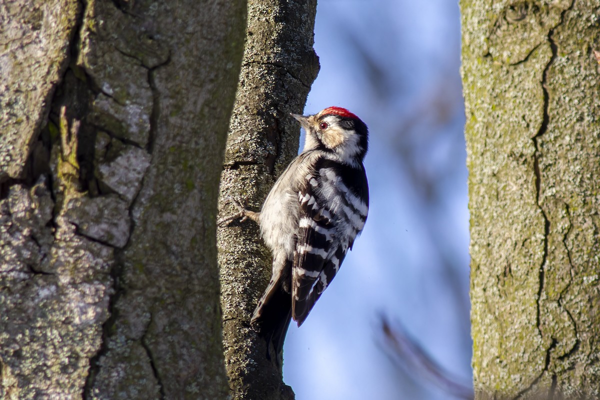 Lesser Spotted Woodpecker - ML616819103