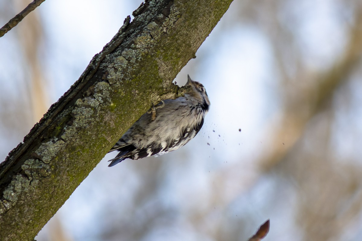 Lesser Spotted Woodpecker - ML616819104