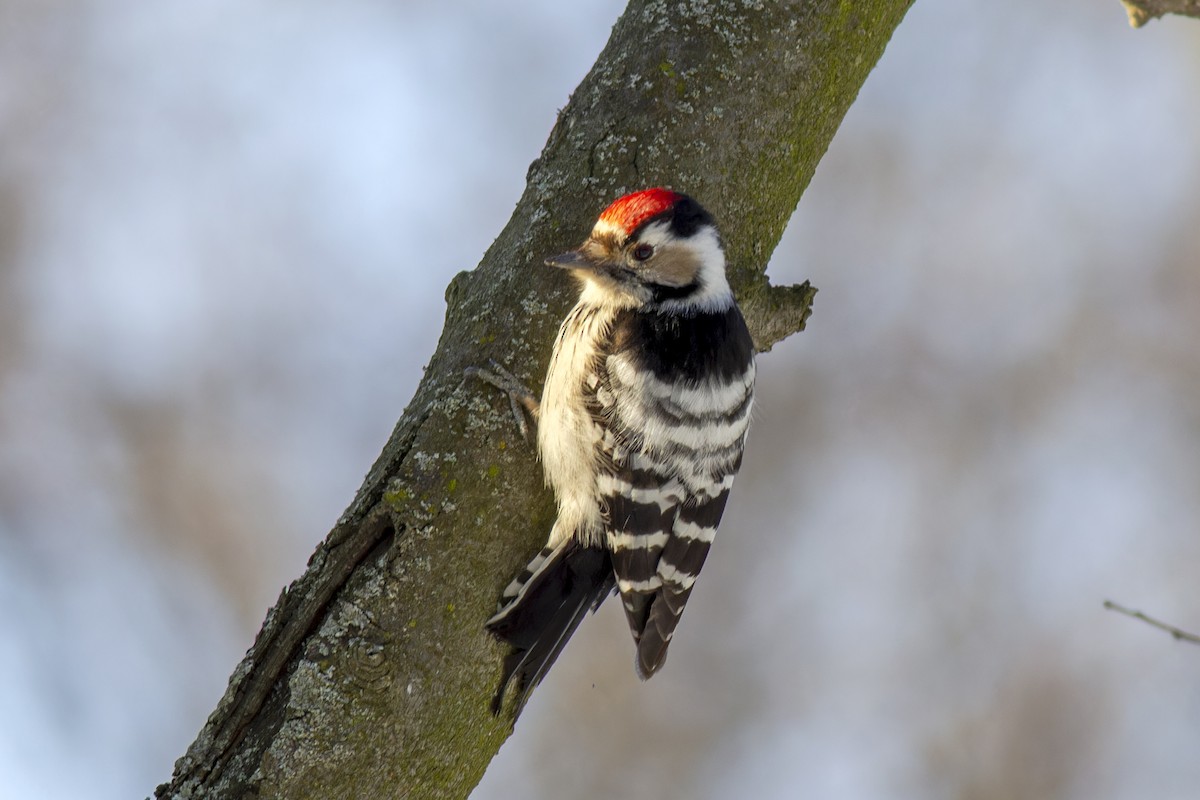 Lesser Spotted Woodpecker - ML616819105