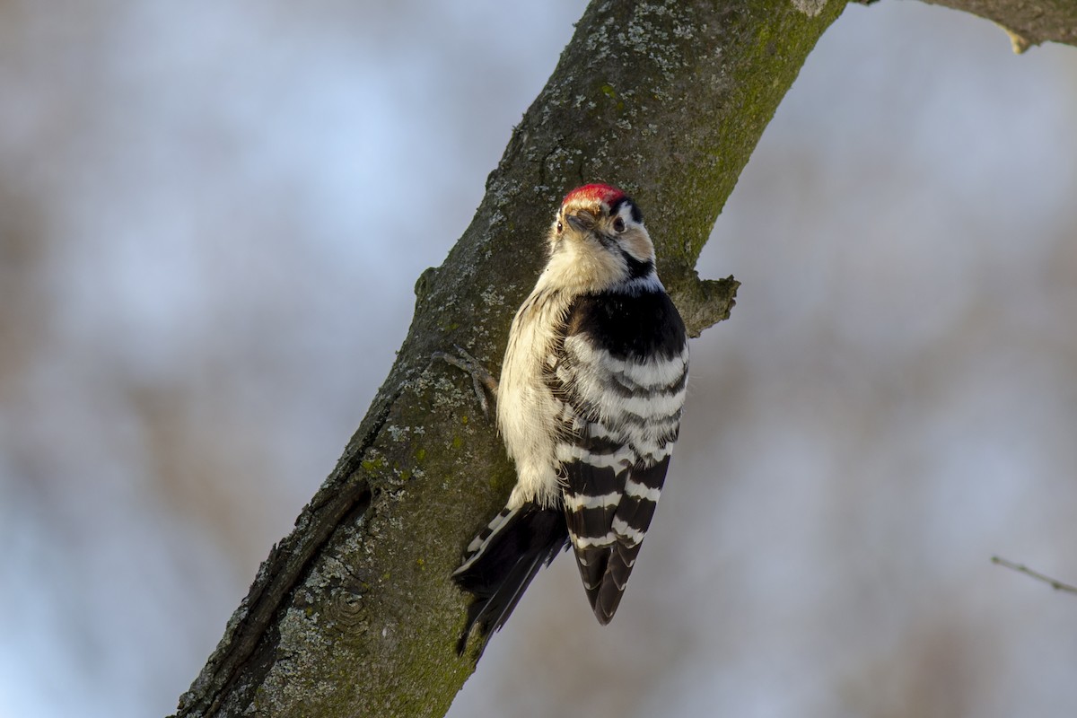 Lesser Spotted Woodpecker - ML616819106