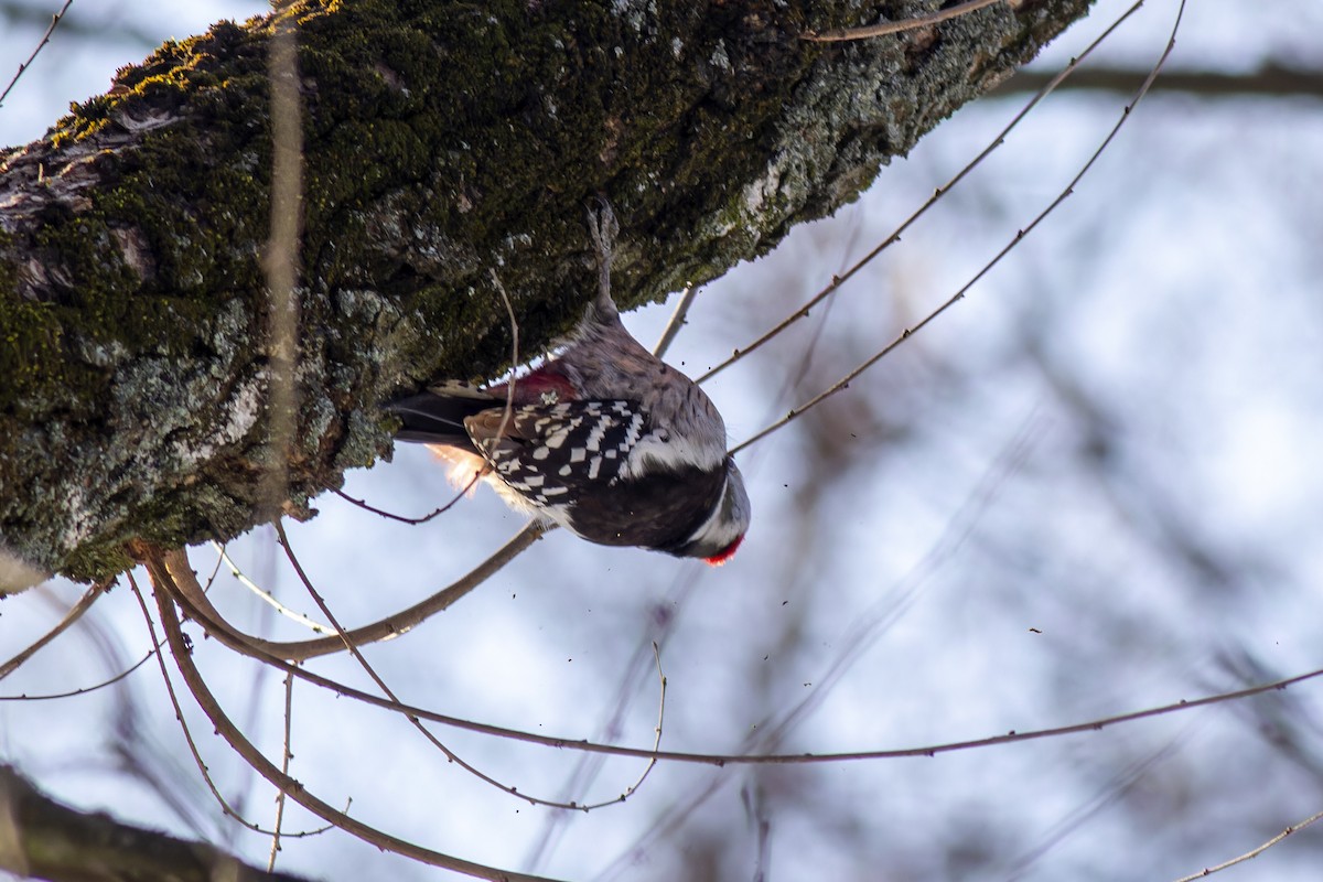 Middle Spotted Woodpecker - ML616819142