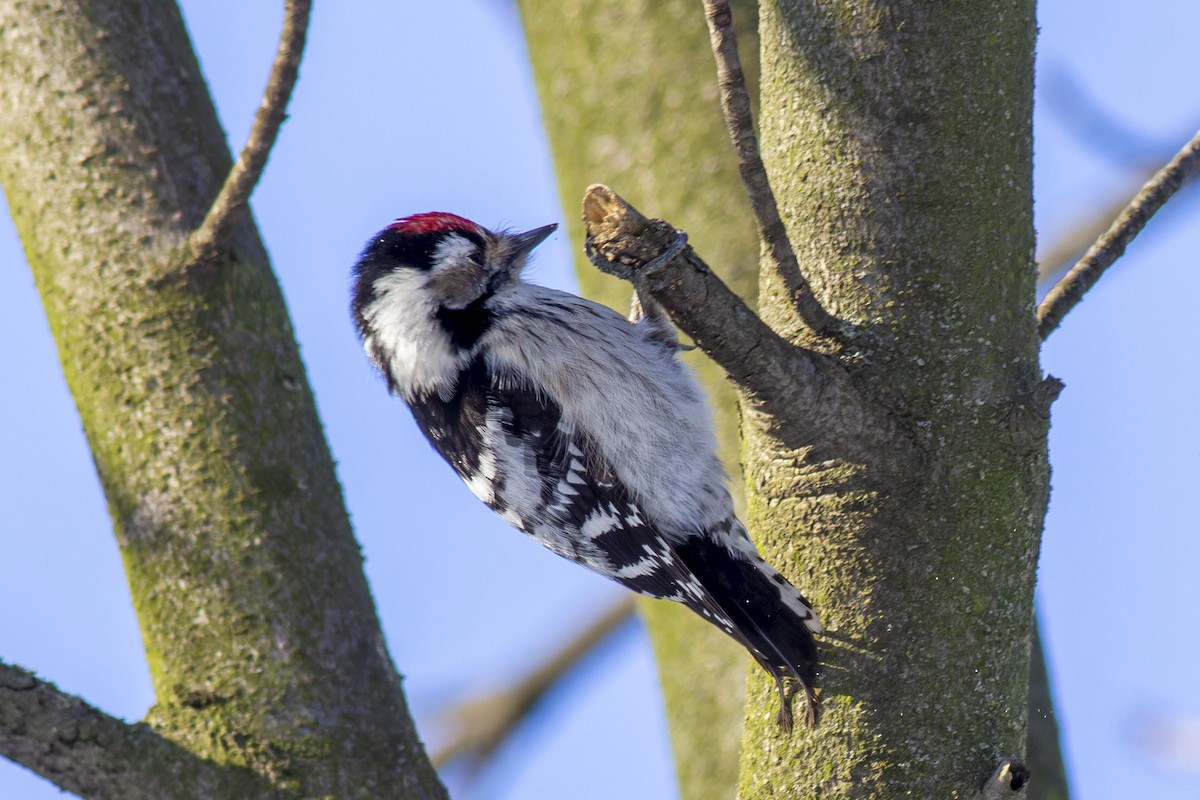 Lesser Spotted Woodpecker - ML616819161