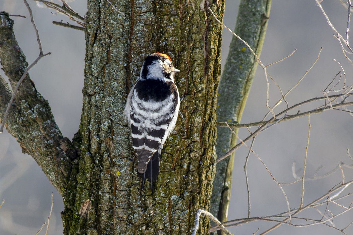 Lesser Spotted Woodpecker - ML616819162