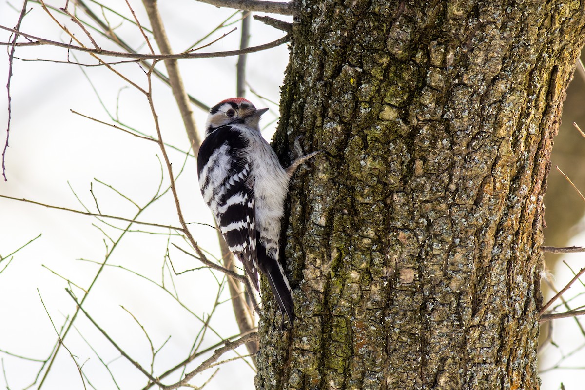 Lesser Spotted Woodpecker - ML616819165