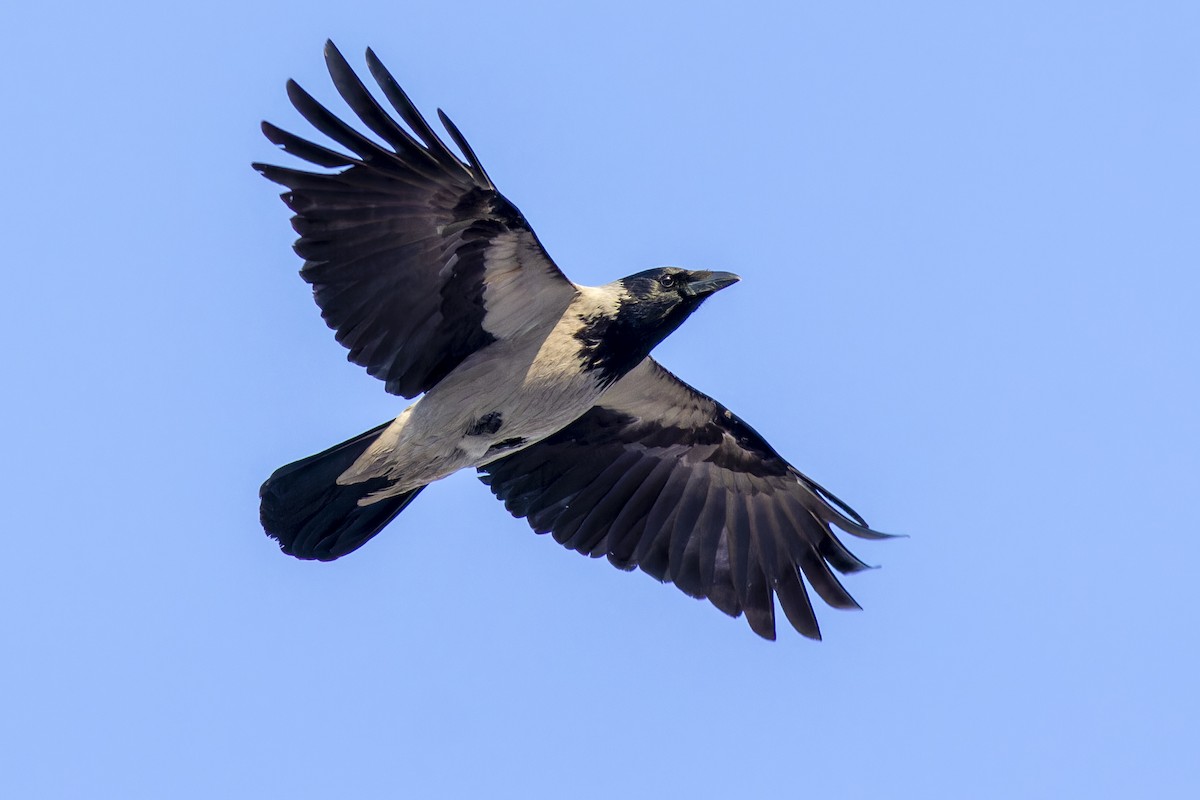 Hooded Crow - African Googre