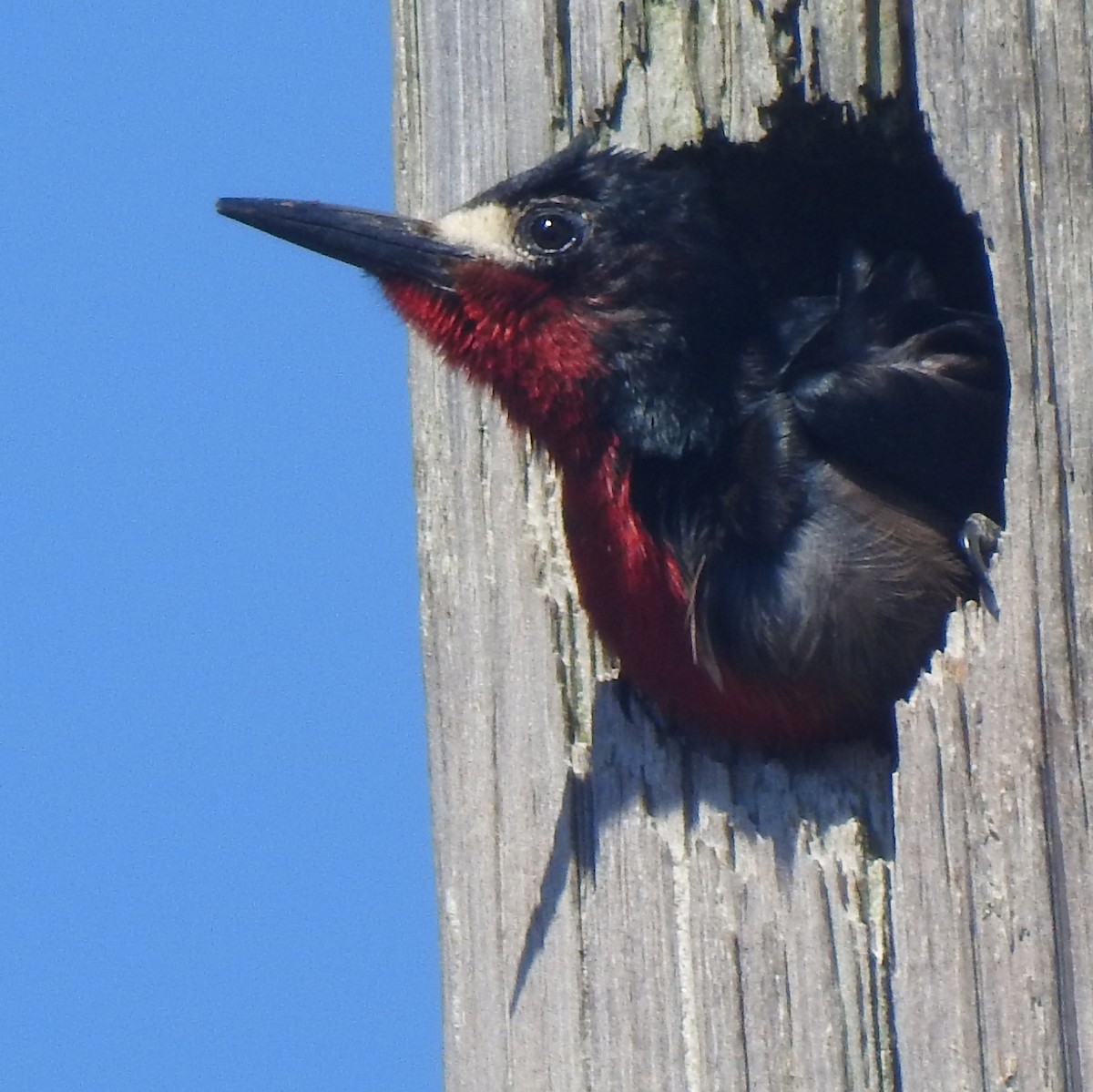 Puerto Rican Woodpecker - ML616819218