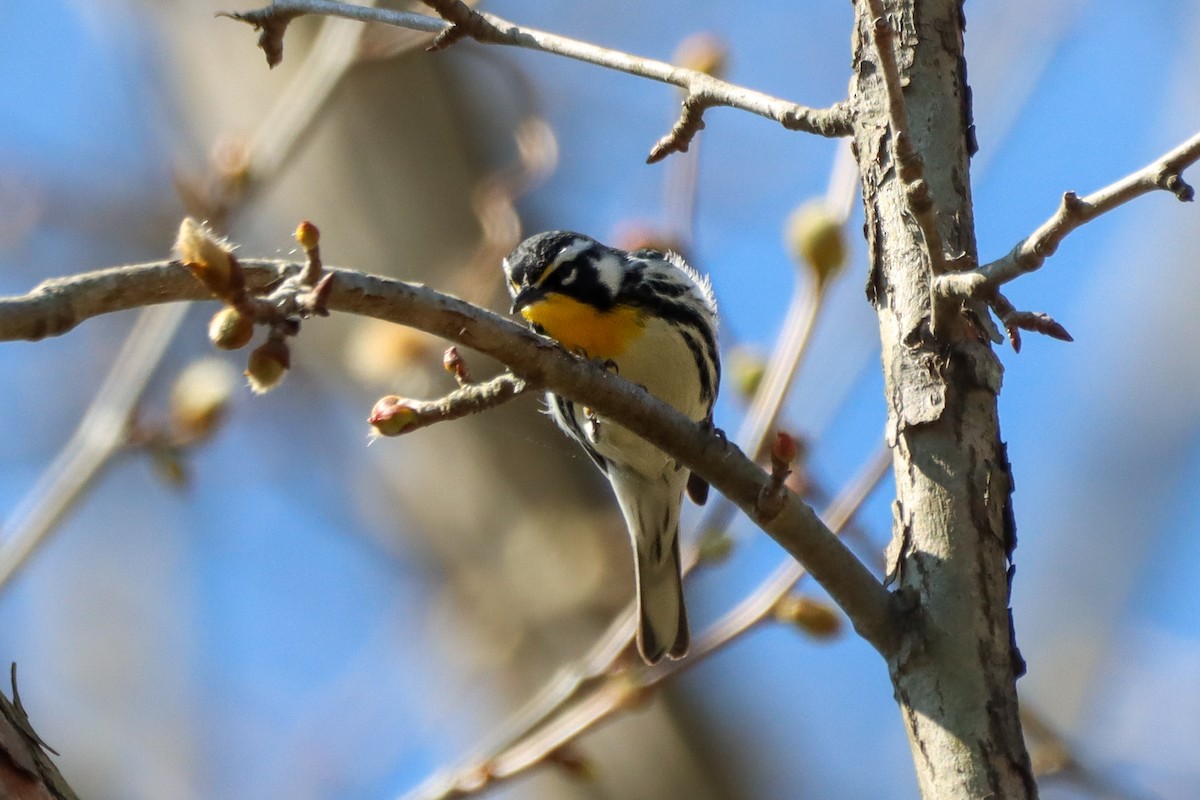Yellow-throated Warbler - ML616819227