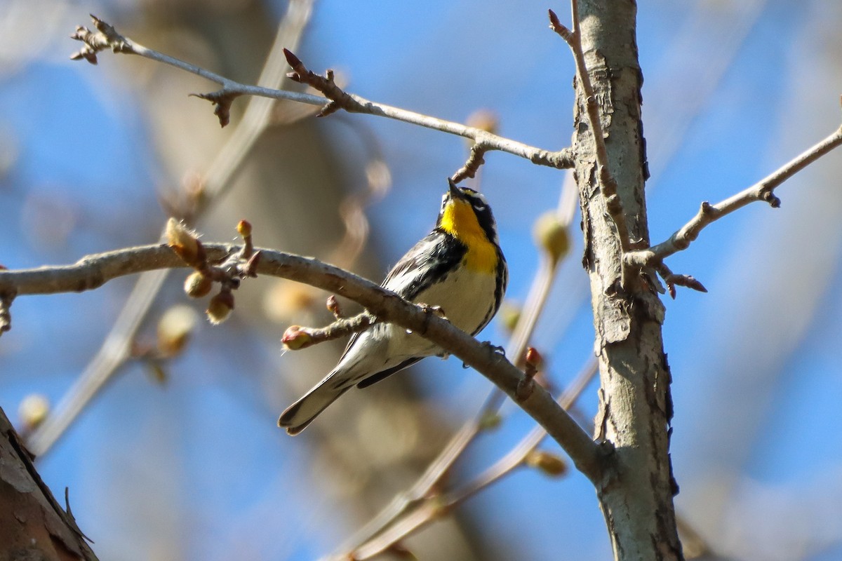 Yellow-throated Warbler - ML616819228