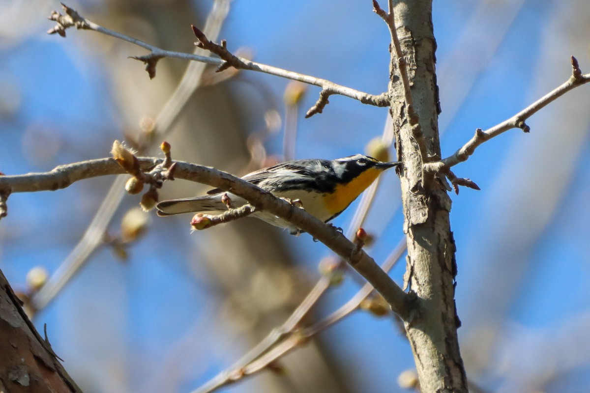 Yellow-throated Warbler - ML616819229