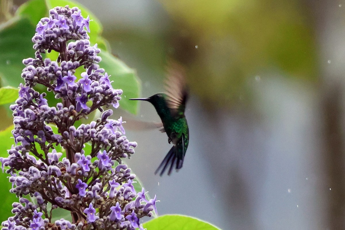 kolibřík zahradní - ML616819230
