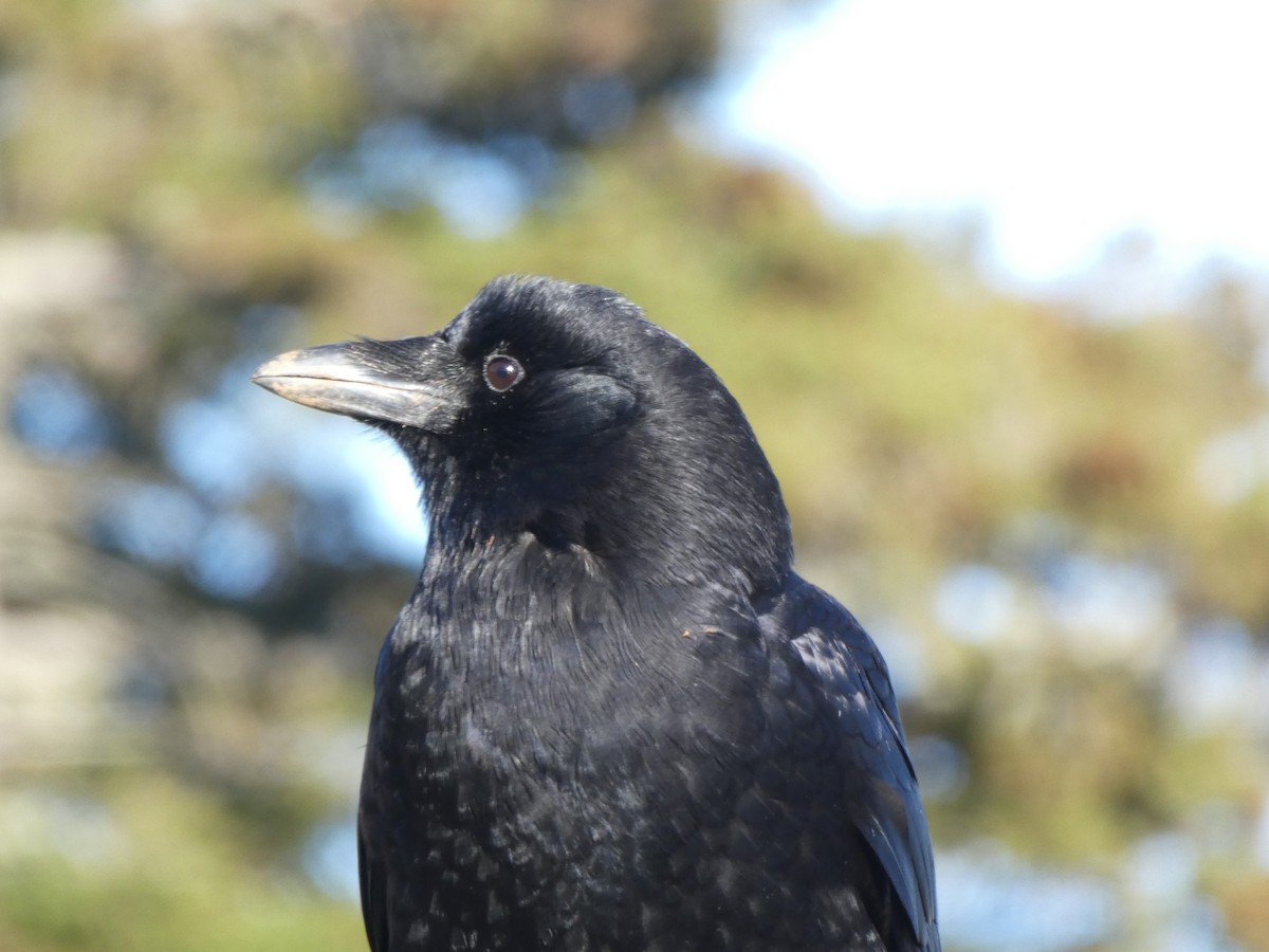 American Crow - Thomas Ouchterlony