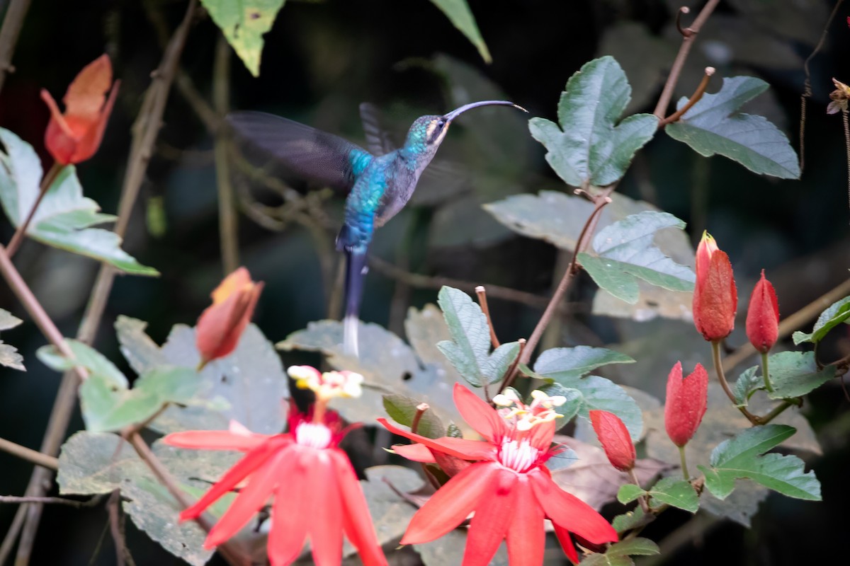 kolibřík šedobřichý - ML616819513