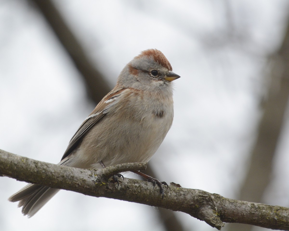American Tree Sparrow - ML616819585