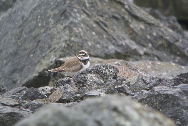 Common Ringed Plover - Eric Francois Roualet