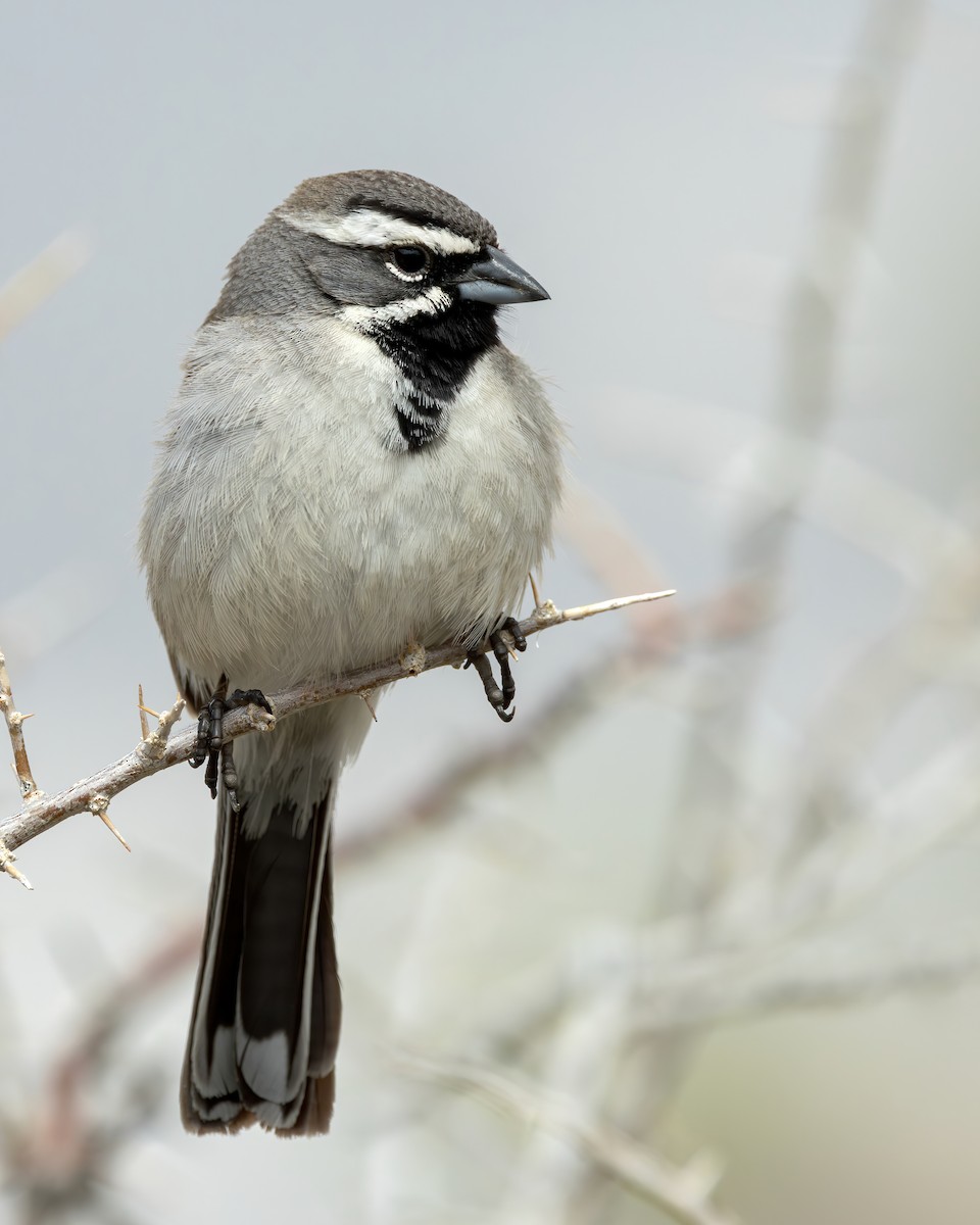 Black-throated Sparrow - ML616819754