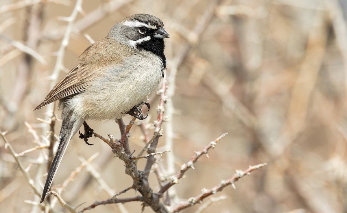 Black-throated Sparrow - Connor Cochrane