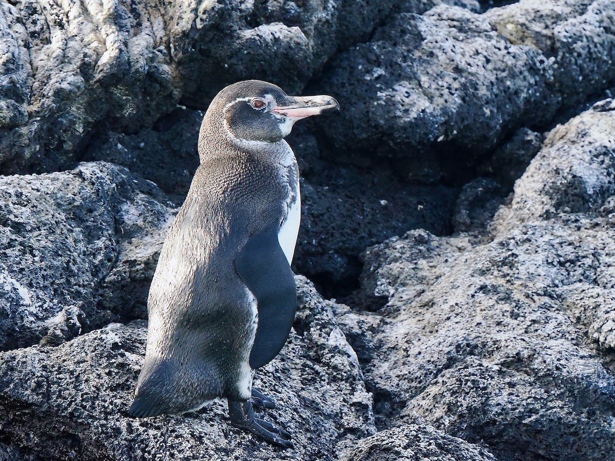 Galapagos Penguin - ML616819881