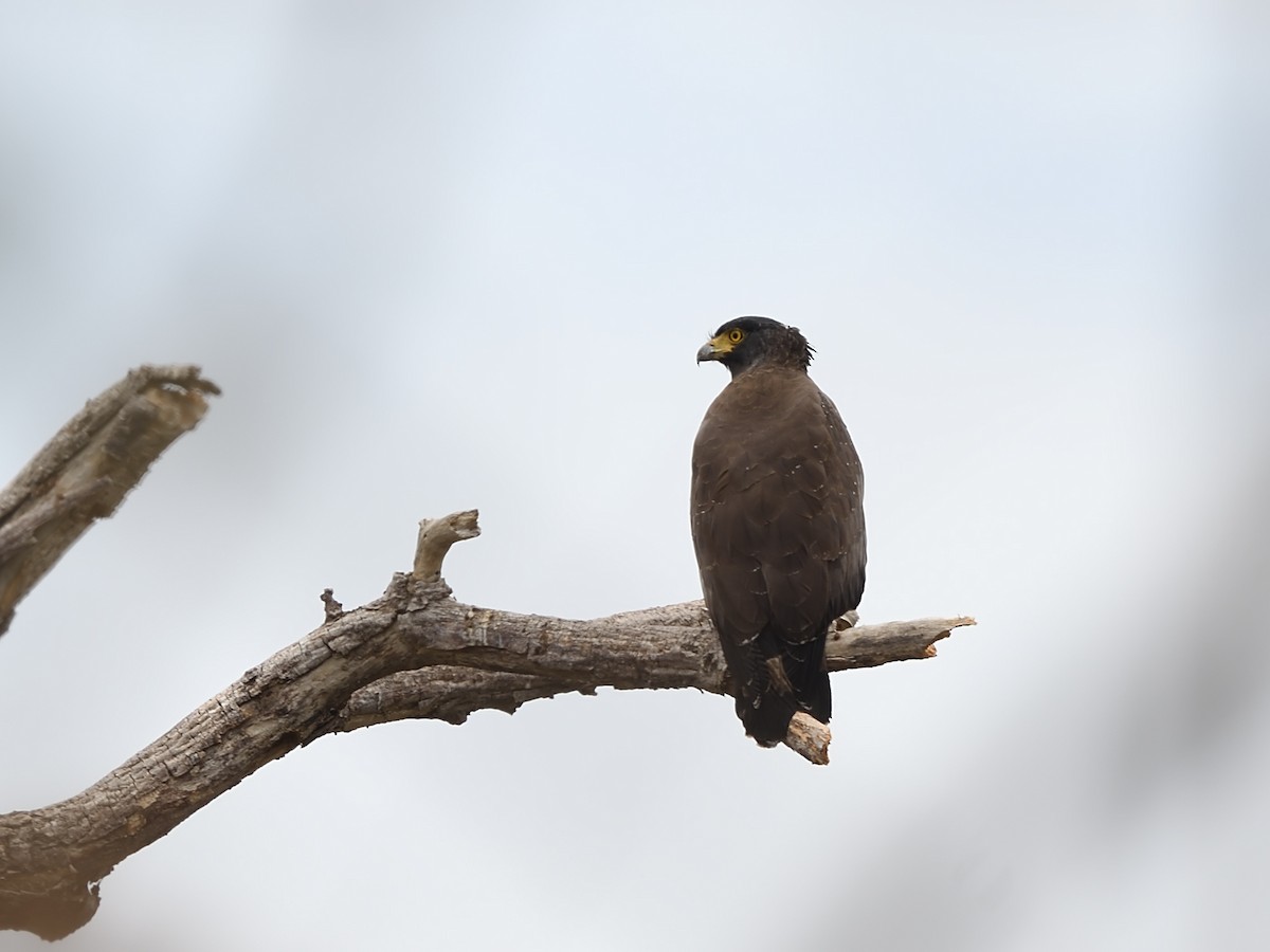 Crested Serpent-Eagle - ML616819887