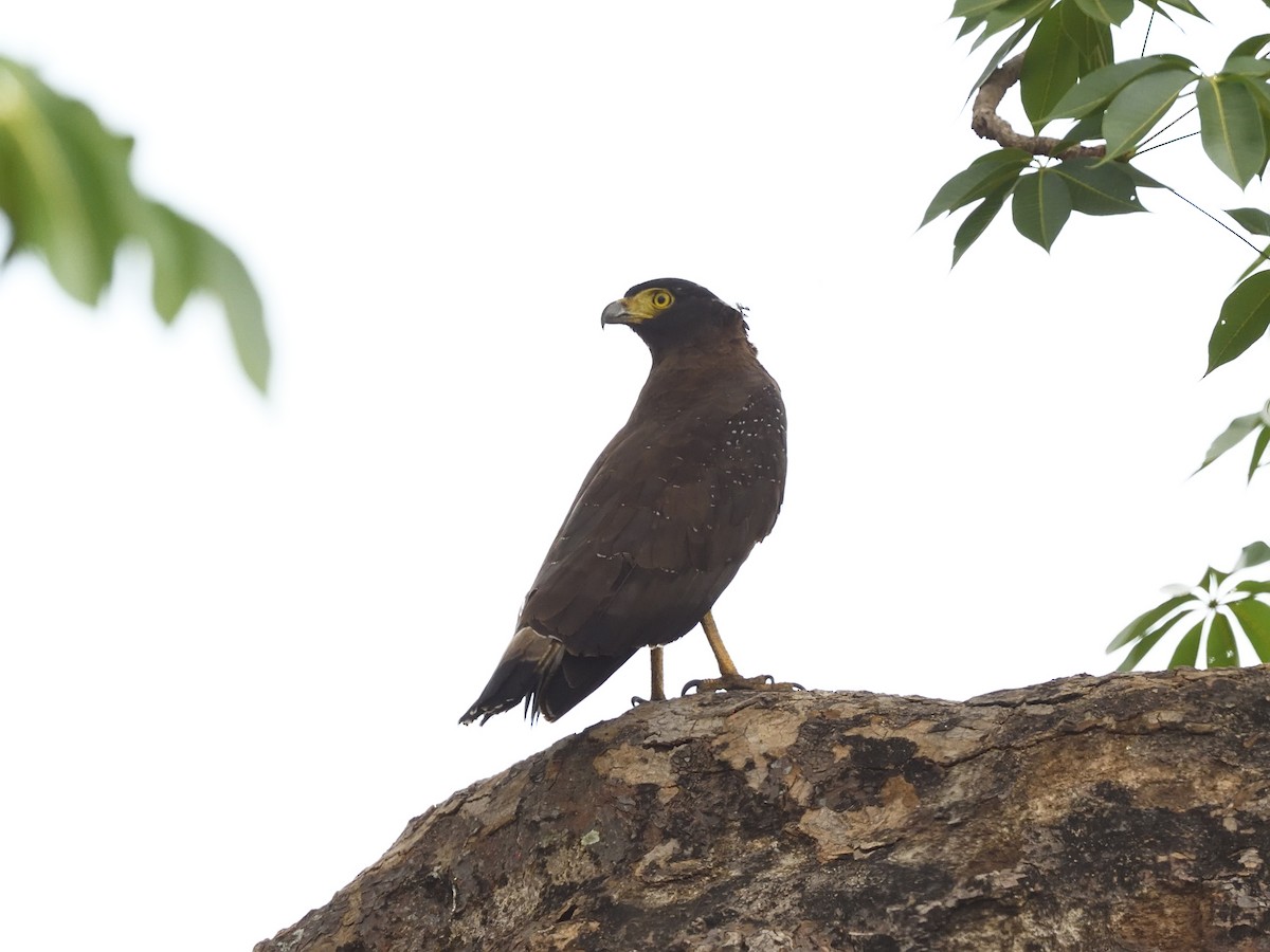 Crested Serpent-Eagle - ML616819888
