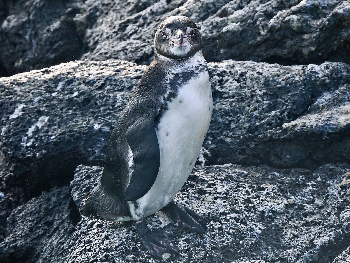 Galapagos Penguin - ML616819959