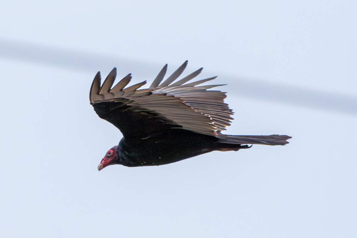 Turkey Vulture - ML616819984
