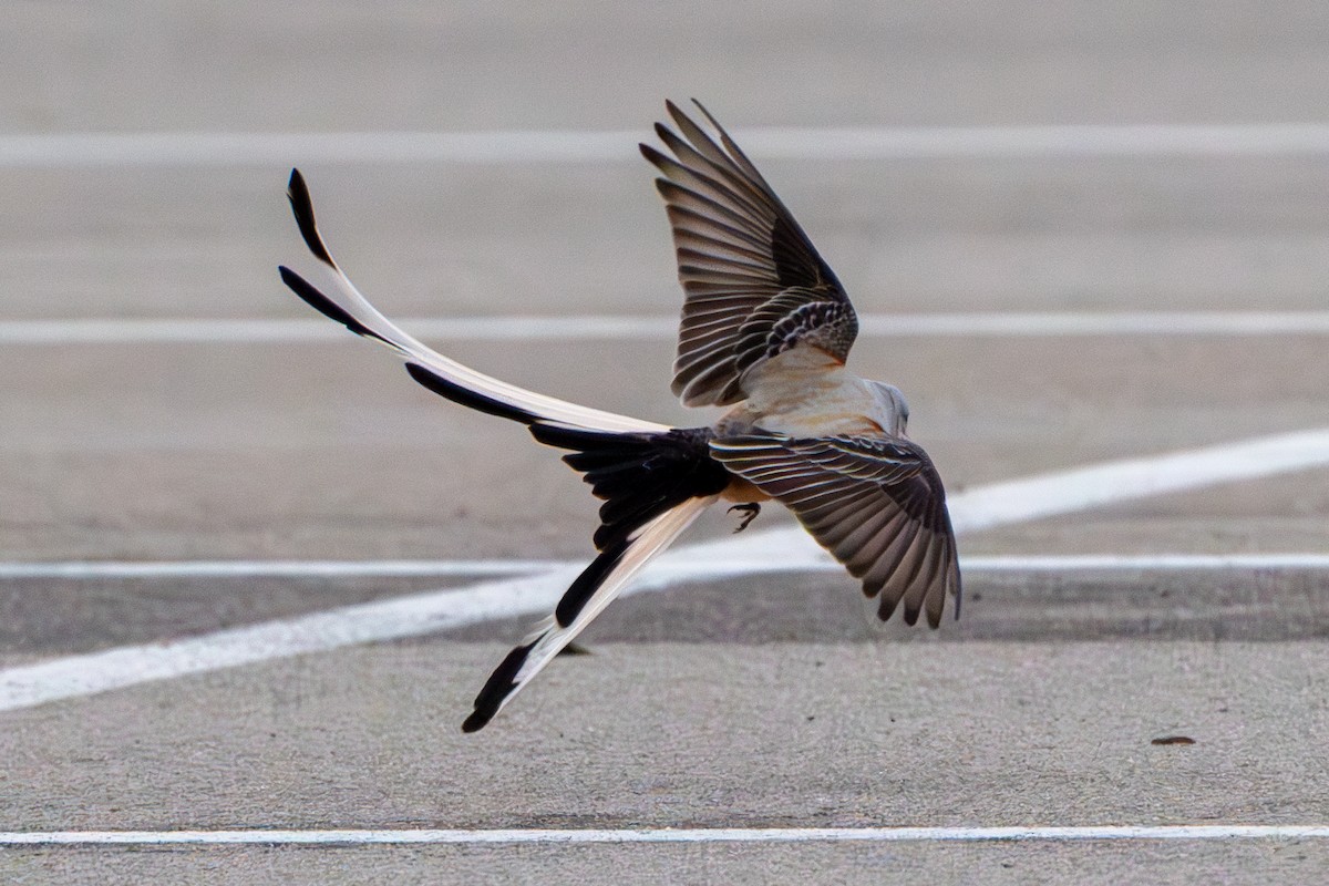 Scissor-tailed Flycatcher - Andrew Lin