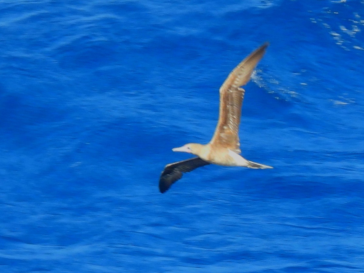 Red-footed Booby - ML616820059