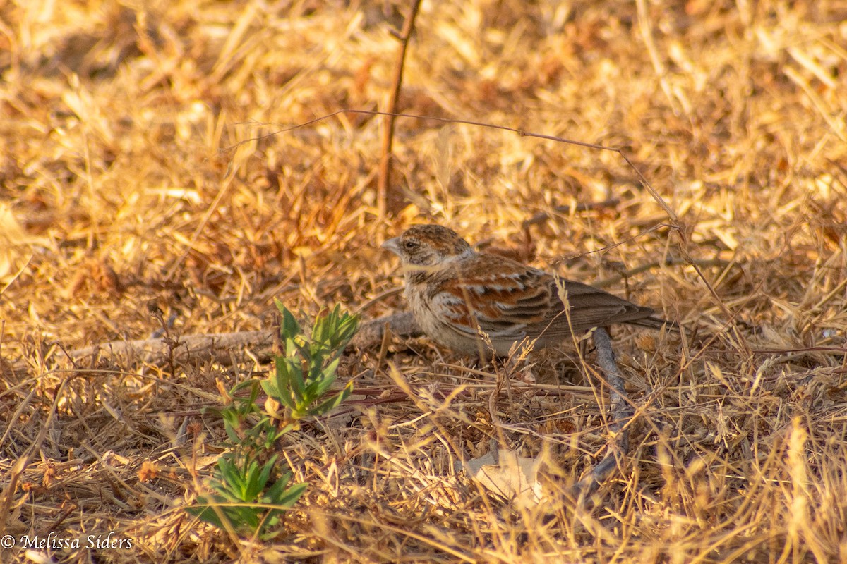 Chestnut-backed Sparrow-Lark - ML616820105