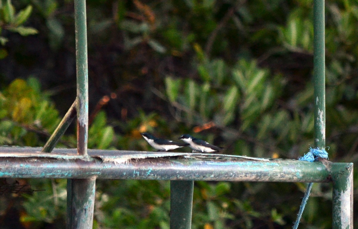 Mangrove Swallow - ML616820142
