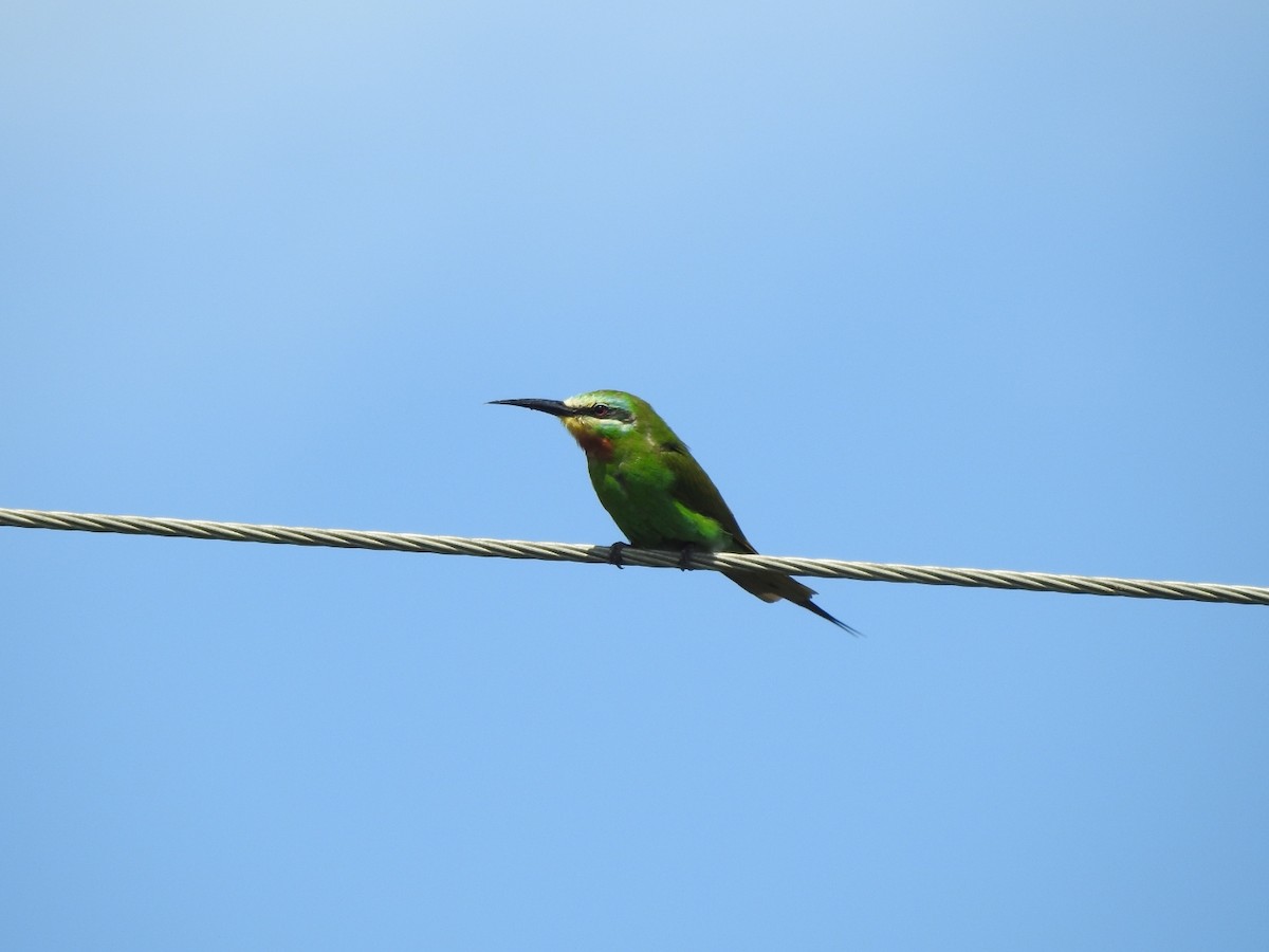 Blue-cheeked Bee-eater - ML616820159