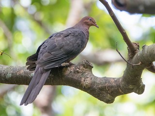  - Philippine Cuckoo-Dove