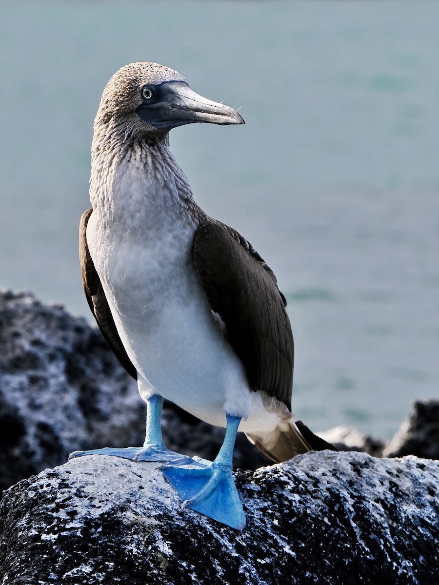 Blue-footed Booby - ML616820164