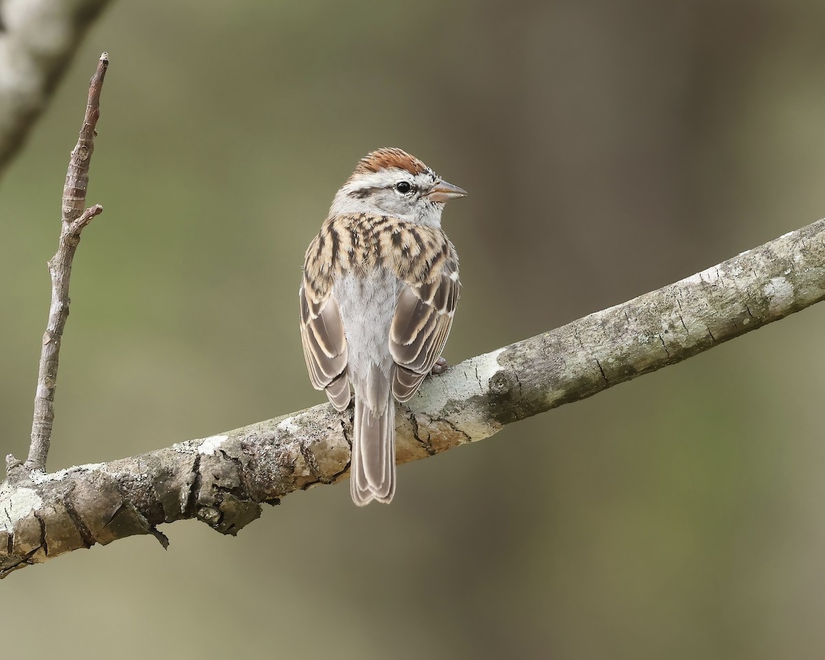 Chipping Sparrow - ML616820291