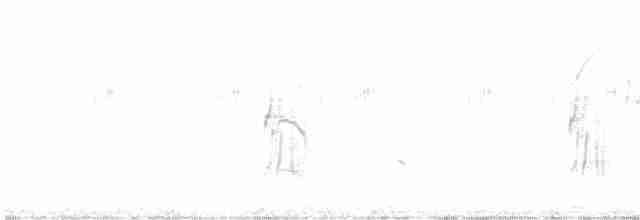 Тиранчик-рудь білочеревий - ML616820327