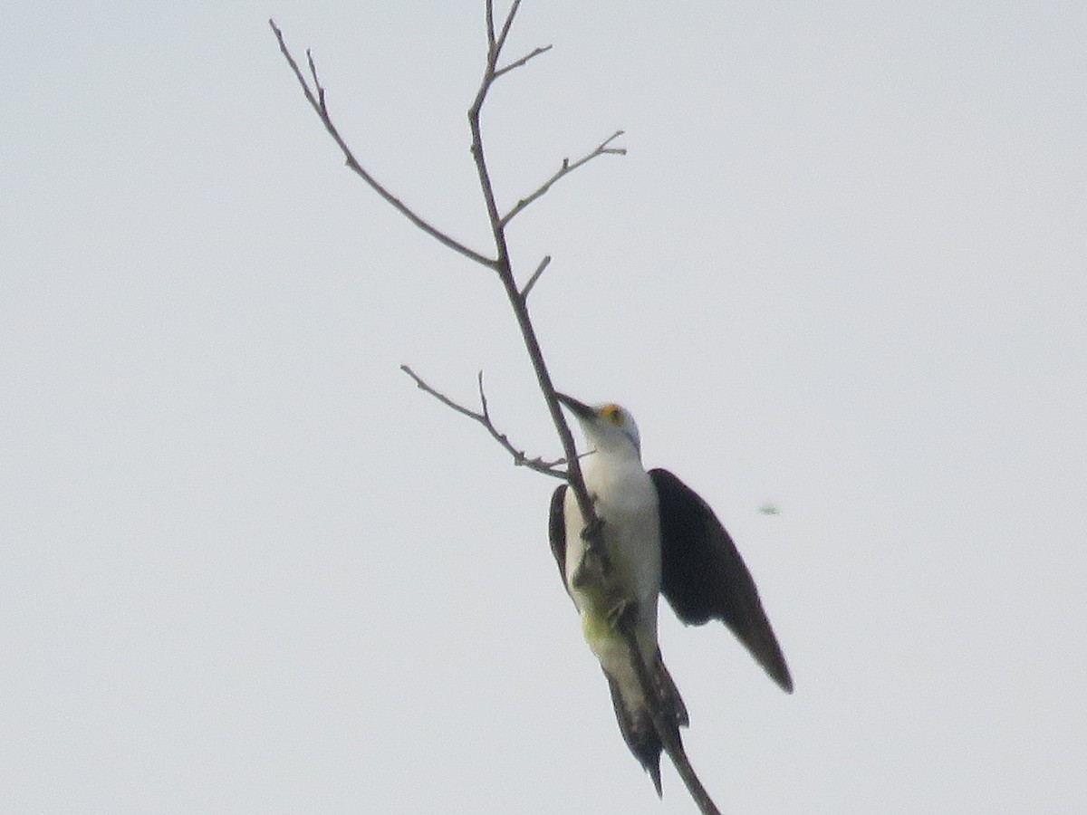 White Woodpecker - ML616820330