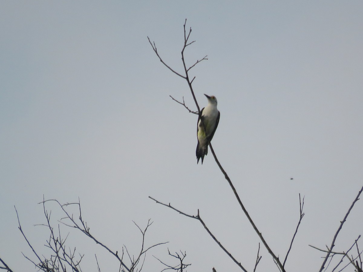 White Woodpecker - ML616820332