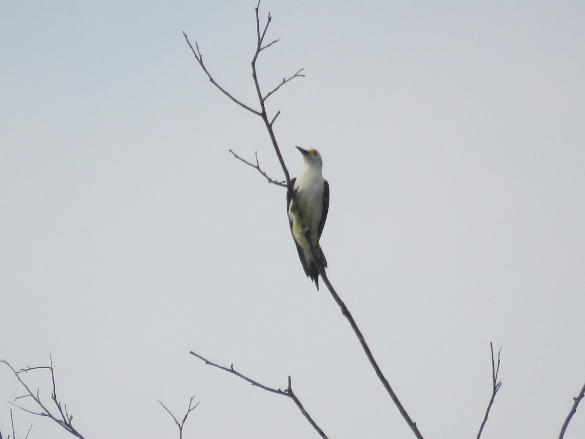 White Woodpecker - ML616820333