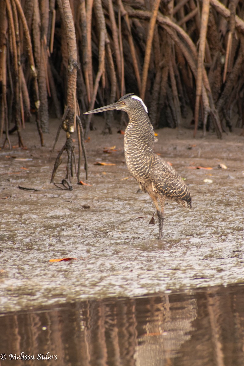 White-crested Tiger-Heron - ML616820355