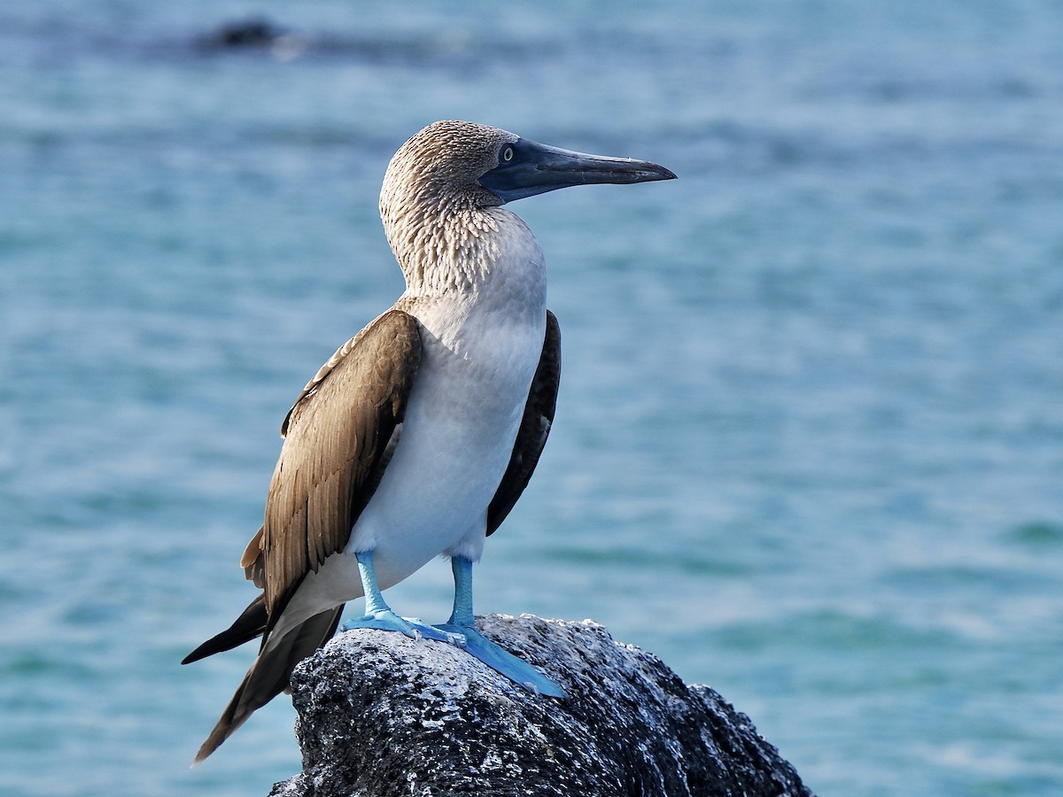 Blue-footed Booby - Gabriel Willow