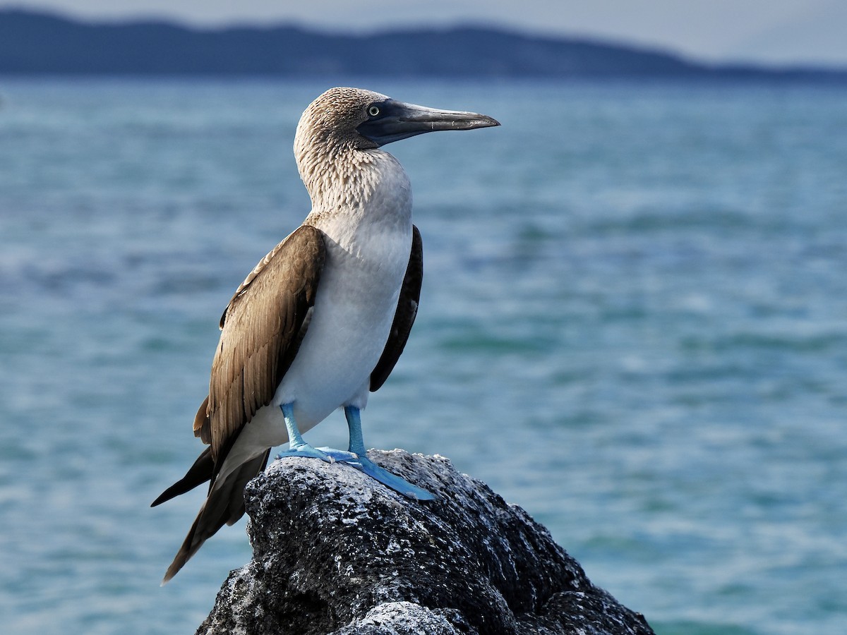 Blue-footed Booby - ML616820358
