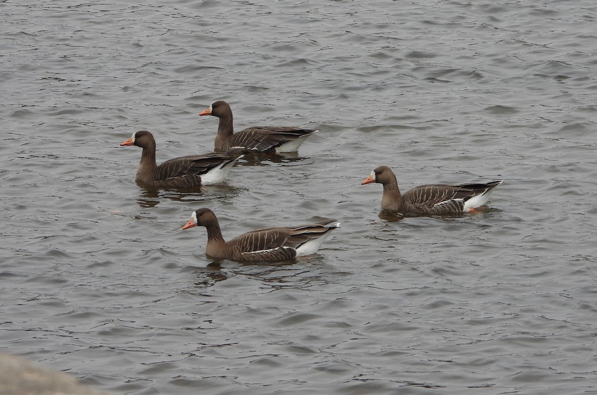 Greater White-fronted Goose - ML616820697